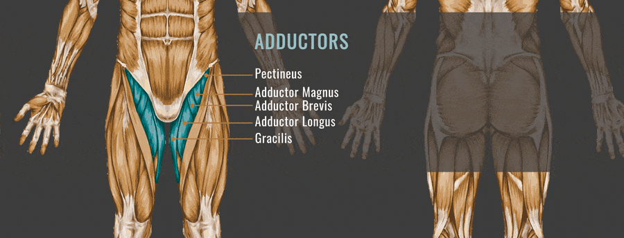 foam_roll_adductors