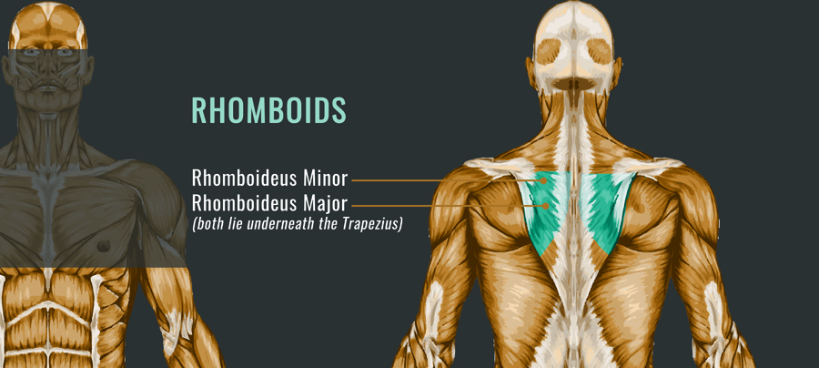 foam-roller-rhomboids