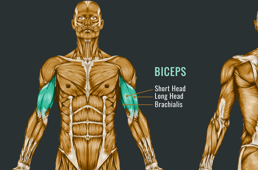 foam-rolling-biceps