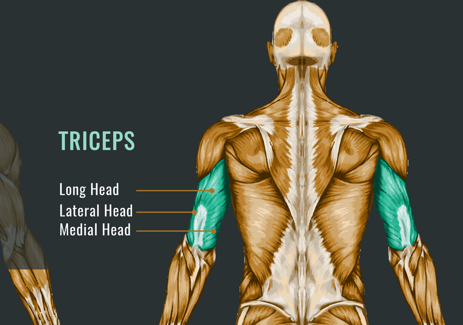 foam-rolling-arms-triceps